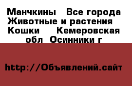 Манчкины - Все города Животные и растения » Кошки   . Кемеровская обл.,Осинники г.